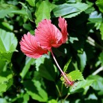 Tobago Hibiscus