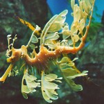 Leafy Seadragon