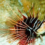 Lionfish