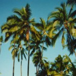 Caribbean Palms