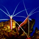 Aquarium Shrimp