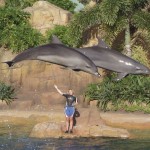 Sea World Dolphins, 2002.
