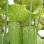 Sarracenia leucophylla hybrid attracting ants.