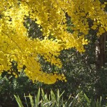 Autumn Ginko March 2003