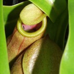 Ant on the Edge of a Nepenthes Pitcher Plant Trap