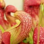 Pitcher Plant, Sarracenia psittacina hybrid.