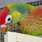 Varied Lorikeet