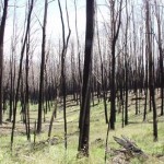 Bushfire aftermath, January 20, 2004.