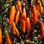 Chillies drying on the bush, September, 2004.