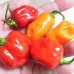 Hot Habernero Chillies