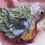 Hand raising a Rosella