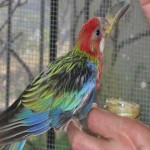 Hand raised Rosella