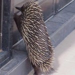 Echidna at the Door