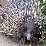 Spike the wild echidna in the garden.