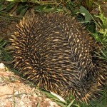 Spike, the echidna in the strawberries.