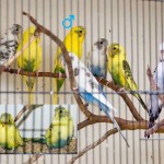 A big budgie family - all from the same pair, one nest, 2008 breeding season.