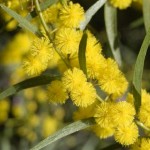 Wattle in flower, September 2008.