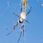 Female Golden Orb Spider at the center of her web.