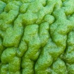 More textures in green - Kaffir Lime.