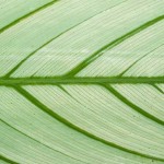 Green in contrast - calathea leaf detail.