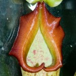 Nepenthes Collar