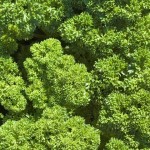 Parsley, a study in greens and textures