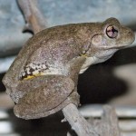 Numerous Perons Tree Frogs have moved into my glasshouse