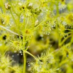 Rainbow Sundews