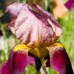 Burgundy Bearded Iris