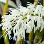 Dendrobium