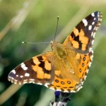 European Painted Lady Butterfly