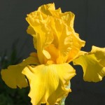 Golden Bearded Iris