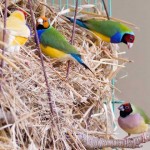 Gouldian Finches