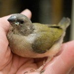 Hand Raised Gouldian Chick