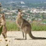 Kangaroo Visitors