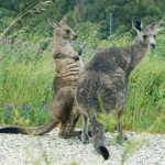 Wet Kangaroos after a Storm