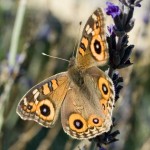 Meadow Argus Butterfly