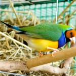 Male Yellow Headed Gouldian