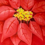 Painted Poinsettia