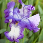 Purple Bearded Iris