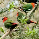 Red Faced Parrot Finches