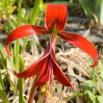 Spider Lilly