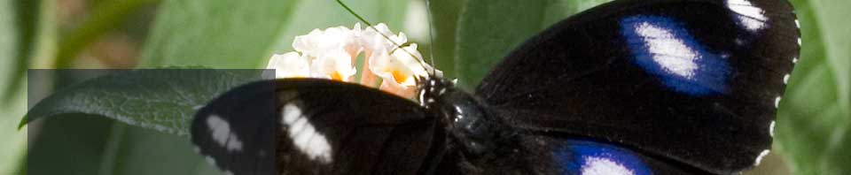 Common Eggfly Butterfly