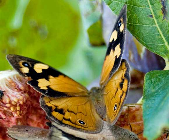 Female Common Brown Butterfly