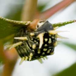 https://www.kathyw.org/wp-content/uploads/2011/05/DSC_2965-cup_moth_caterpill.jpg