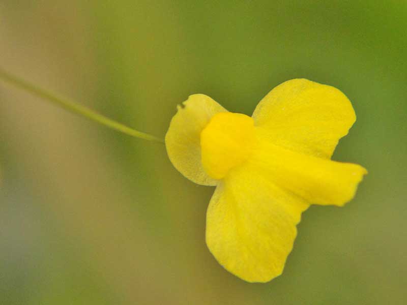 Utricularia subulata - bladderwort