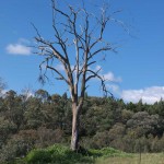 Dead eucalypt, 16th October 2011