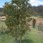 Two Kurrajong, 16th October 2011