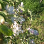 Apple tree in bloom 16th October