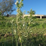 Apple tree 16th October